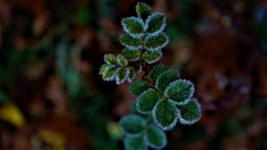 Frost Blätter